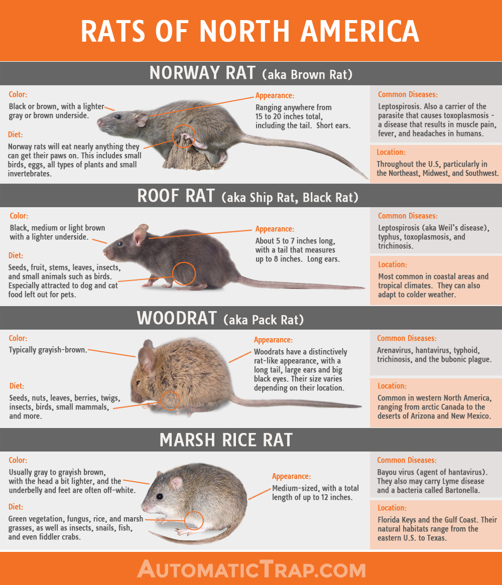 Rats - Infographic