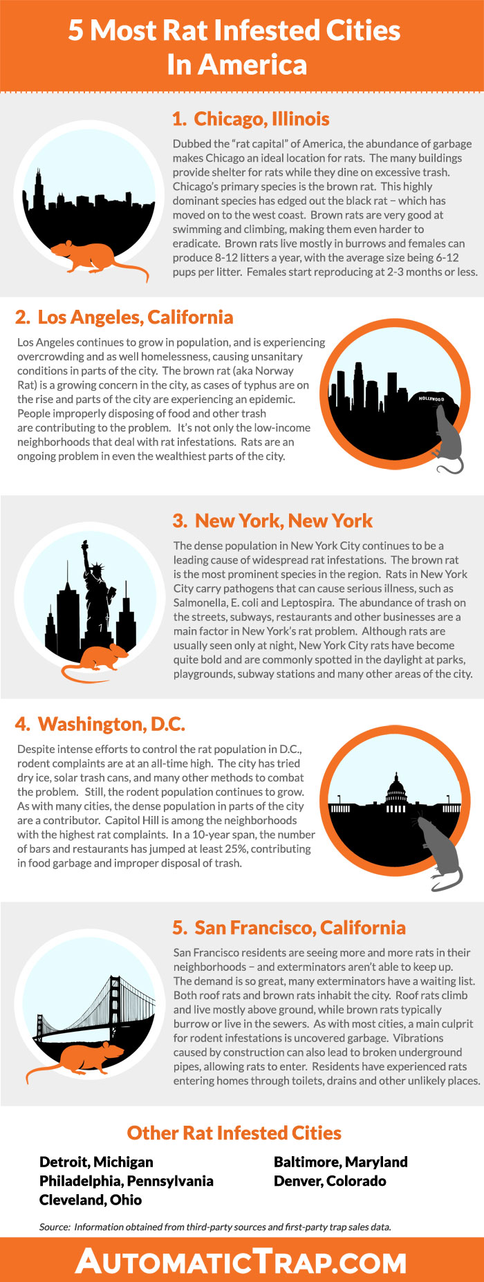 Rat Infested Cities - Infographic