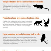 Secondary Poisoning - Infographic