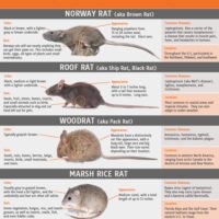 Rats - Infographic