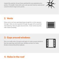 Rats In the Home - Infographic