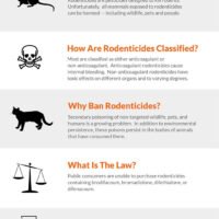 Rodenticides - Infographic